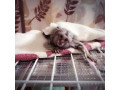 maimute-marmoset-fermecatoare-disponibile-small-0