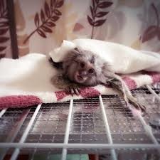 maimute-marmoset-fermecatoare-disponibile-big-0