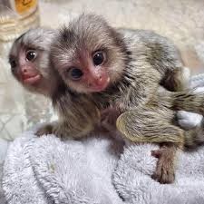 maimute-marmoset-masculi-si-femele-disponibile-big-0