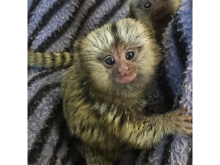 Maimuțe marmoset remarcabile disponibile