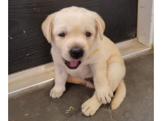 Cățeluși Labrador Golden Retriever