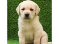 frumosi-catei-labrador-retriever-small-0