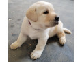 pui-de-labrador-retriever-sanatosi-small-0