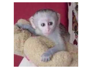 Bine îmblânzit față albă pui de maimuță capucină pentru adopție liberă
