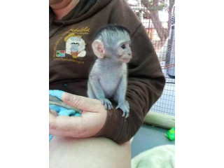Frumoasă maimuță capucinică de vânzare