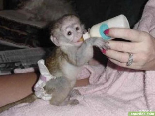 Maimuță uimitoare de capucin de vânzare