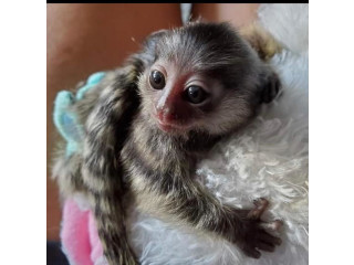 Maimuță afectuoasă marmoset de vânzare