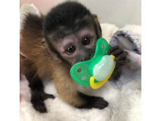 Pui de maimuțe capucin prietenoase disponibile pentru vânzare