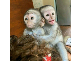 Sunt disponibile pui gemeni de maimuțe capucin.