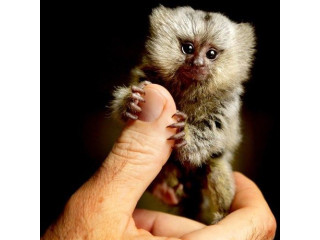 Deget adorabil, pui de maimuță marmoset disponibile