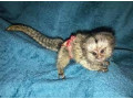 maimute-marmoset-degete-de-vanzare-small-0