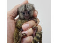pui-de-maimuta-marmoset-pentru-adoptie-small-0