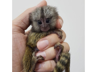 Pui de maimuță marmoset pentru adopție