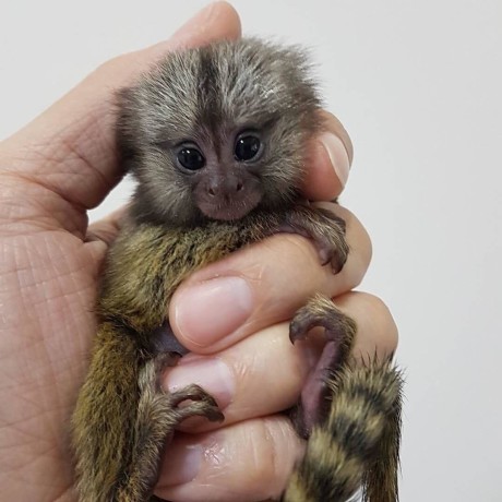pui-de-maimuta-marmoset-pentru-adoptie-big-0