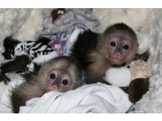 Maimuțe capucine cu fața bebelușilor disponibile