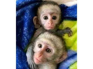 Drăguțe femele și masculi pui de maimuțe capucine pentru adopție.