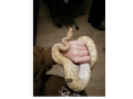 pitoni-regali-cu-suport-pentru-adoptare-small-1