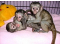 pui-dragut-de-maimuta-capucina-pentru-adoptie-small-0