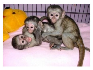 Pui drăguț de maimuță capucină pentru adopție