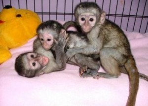 pui-dragut-de-maimuta-capucina-pentru-adoptie-big-0