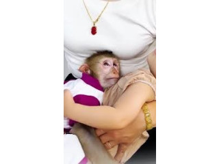 Maimuță Capucină