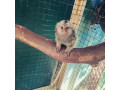 maimute-marmoset-crescute-acasa-sunt-disponibile-small-0