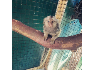 Maimuțe Marmoset crescute acasă sunt disponibile