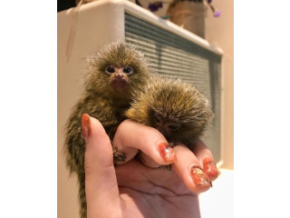 Maimuțe marmoset super drăguțe disponibile