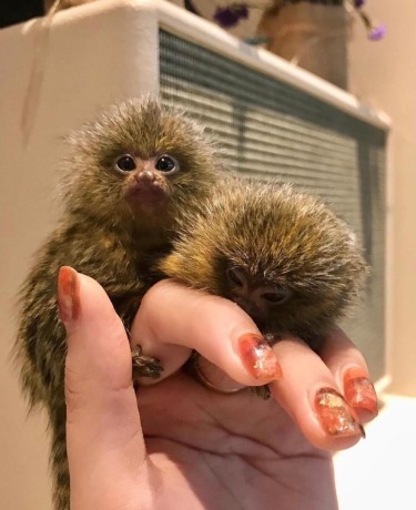 maimute-marmoset-super-dragute-disponibile-big-0