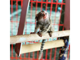 Maimuțe Marmoset adorabile de vânzare