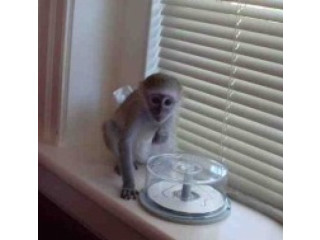 Drăguțe maimuțe capucine care au nevoie de o nouă casă
