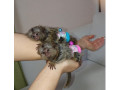 maimute-marmoset-pigmee-disponibile-small-0