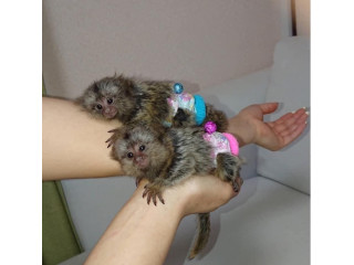 Maimuțe marmoset pigmee disponibile