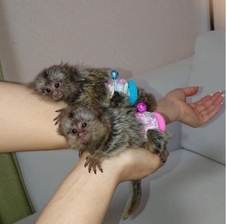 maimute-marmoset-pigmee-disponibile-big-0