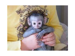 Frumoasă maimuță capucină de vânzare