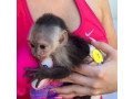 maimute-capucine-talentate-pentru-adoptie-small-0