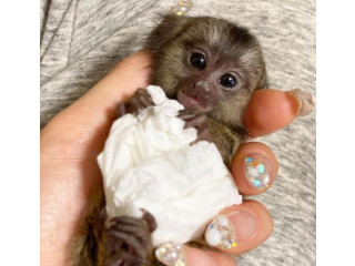 Maimuțe marmosets pigmee gemene de vânzare