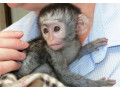 uimitoare-maimuta-capucina-de-vanzare-small-0