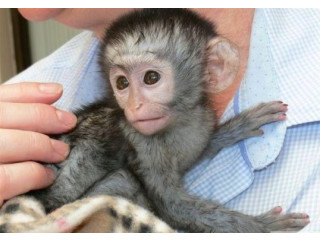 Uimitoare maimuță capucină de vânzare