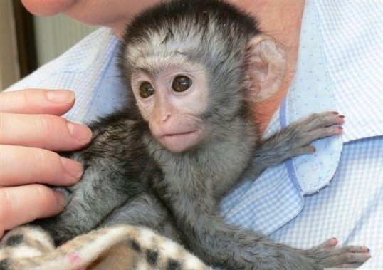 uimitoare-maimuta-capucina-de-vanzare-big-0