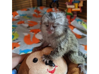 Maimuțe Marmoset adorabile