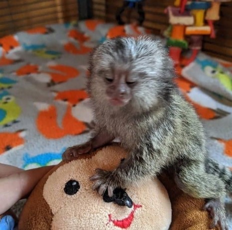 maimute-marmoset-adorabile-big-0