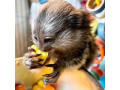 maimuta-marmoset-adorabila-si-dulce-de-vanzare-small-0