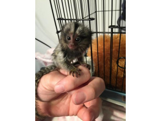 Maimuțe marmoset pigmee sănătoase de vânzare