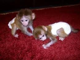 minunata-maimuta-capucina-minunata-pentru-adoptie-big-0