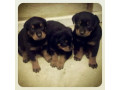 rottweiler-pentru-adoptie-small-0