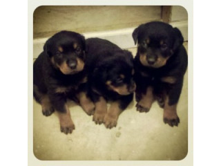 Rottweiler pentru adopție