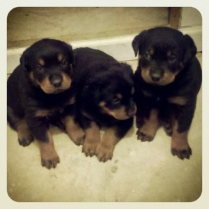 rottweiler-pentru-adoptie-big-0