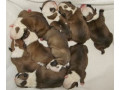 pui-bulldog-englez-de-calitate-small-0