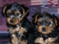 catelusi-yorkie-masculi-si-femele-small-0